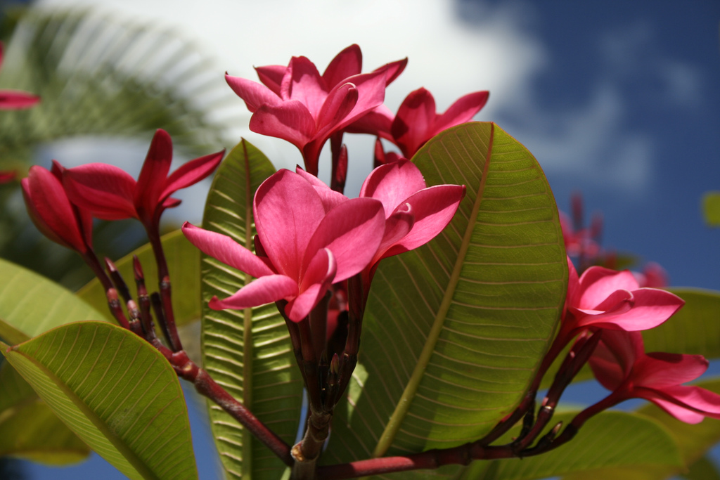 common frangipani